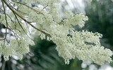 Hà Nội đẹp lạ lùng trong màu trắng hoa sưa